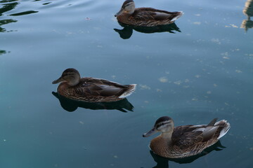 ducks in the water