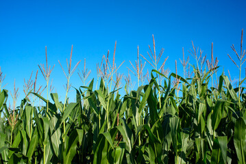 Fototapeta premium Espigas en plantas de maíz y cielo azul