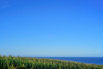 Plantaci&oacute;n de ma&iacute;z junto al mar en Asturias