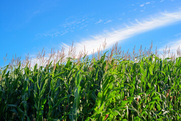 Plantación de maíz y nube en el cielo