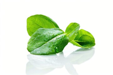 Obraz premium Close-up of leafy plant