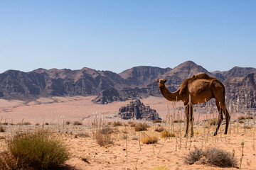Wadi Rum