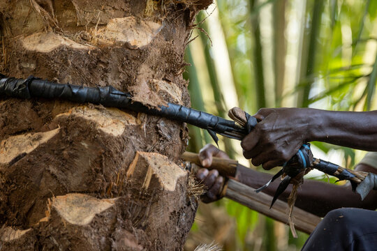 Unrecognizable African farmer climbing palm tree with a rope collecting palm fruits in Casamance, Senegal, Africa.