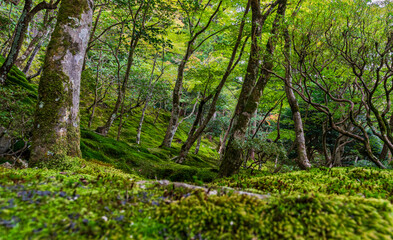 Japanese forest / Japan