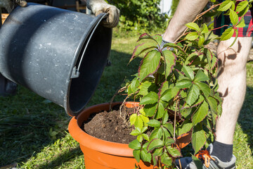 A man is watering a plant in a pot