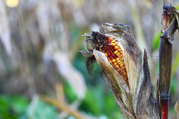 Close up. Diseased and moldy cobs of corn in the field. Spoiled corn. Concept of good harvest, world food crisis.