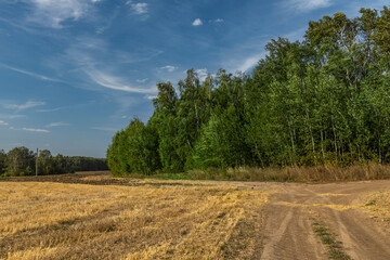 Fototapeta premium A field with a dirt road and trees in the background