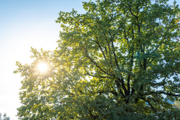 A tree with leaves is in the sun