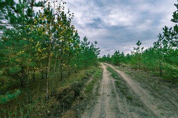 A dirt road in a forest with trees on either side