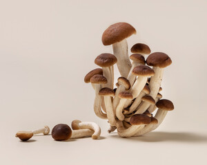 Fresh raw brown poplar mushrooms or velvet pioppini mushrooms on beige close up