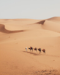 camellos en el desierto