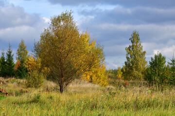 Golden autumn in a nature park in Russia