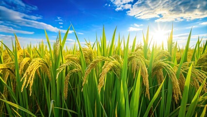 Fototapeta premium Fresh green paddy rice field with blurred blue sky and organic plants growing with organic fertilizers close-up