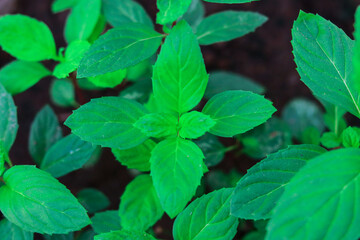 Close up of fresh mint leaves