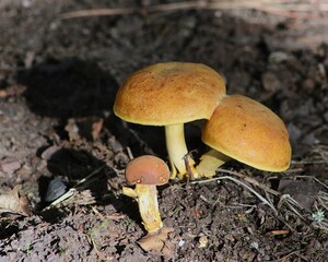 mushrooms in the forest