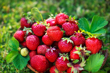 Fresh ripe summer organic strawberry on green grass background