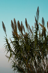 Lush Pampas Grass in Natural Light Against a Clear Sky - Ornamental Landscape Photography