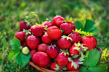Fresh ripe summer organic strawberry on green grass background