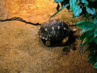 Żółw na brązowym kamieniu w ogrodzie zoologicznym © Micha