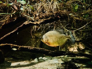 Pirania w podwodnych zaroślach. Ogród zoologiczny 