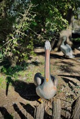 Pelikan w ogrodzie zoologicznym. Wiedeń Schönbrunn © Micha