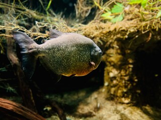 Pirania w akwarium. Ogród zoologiczny
