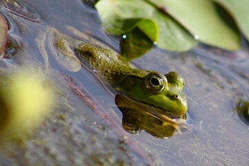 frog in marsh with reflection in water