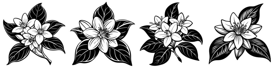 Obraz premium line art vector illustration collection of jasmine with wood cutting style. isolate on a white background. SVG and PNG 