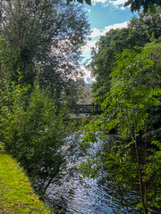 Fototapeta premium river in park forest 
