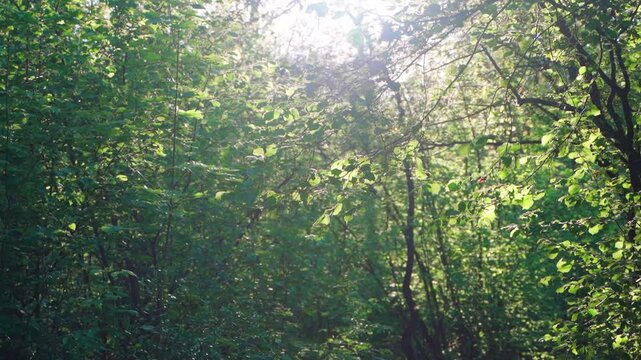 Sunny Summer Forest. Sun Through Leaves