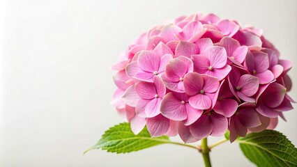 Depth of Field pink hydrangea flower with petal on white background