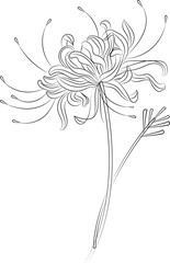 A light blue flower on a white background is an isolated Closeup. big shaggy flower. for design. Dahlia., Chrysanthemum flower