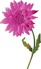 A light pink flower on a white background is an isolated Closeup. big shaggy flower. for design. Dahlia., Chrysanthemum flower