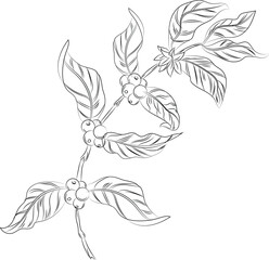 Illustration of Coffee species branch with coffee berries and blossom