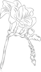 Illustration of Coffee species branch with coffee berries and blossom