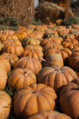 pumpkins in a field
