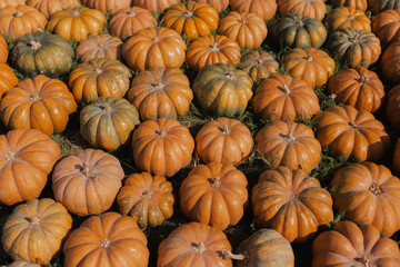 pile of pumpkins