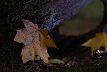 Spooky autumn. Seasonal background