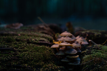 Early morning in the forest, spooky natural backgrounds