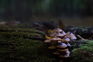 Early morning in the forest, spooky natural backgrounds