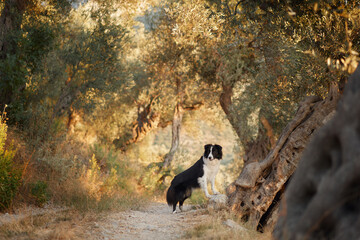 A Border Collie enjoys a moment of solitude as it explores a sunlit park trail.