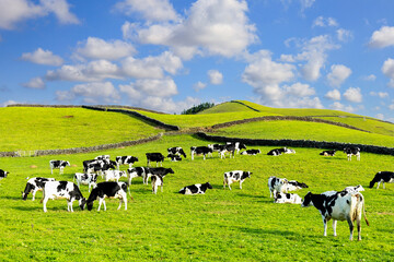 Manada de vacas leiteiras no pasto.
