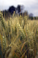 field of wheat