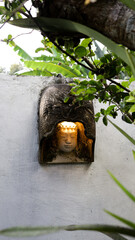 Illuminated stone Buddha head sculpture in garden surrounded by green leaves and tree branches against white wall background