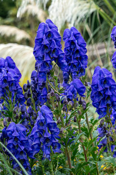 Aconitum carmichaelii a summer autumn blue purple flower which is a fall herbaceous perennial plant commonly known as wolfsbane or Chinese aconite, gardening stock photo image