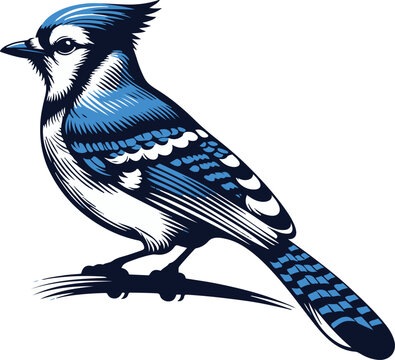 recommend clip art: Beautiful Blue Jay Bird vector silhouette