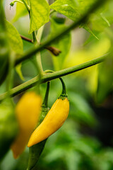 Variety of Spicy Peppers Including Aji Limo, Habanero, and Carolina Reaper on a Vibrant Background