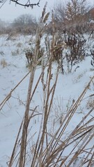 Ice grass in snow field