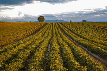 Rural landscape in Switzerland, cultivated fields.