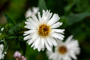 Symphyotrichum aster novi belgii 'White Ladies' an herbaceous summer autumn perennial flower plant with a white summertime flower commonly known as Michaelmas daisy, stock photo image